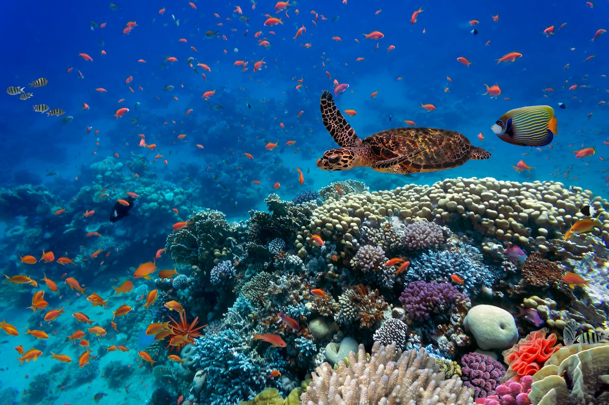 Coral Reef
